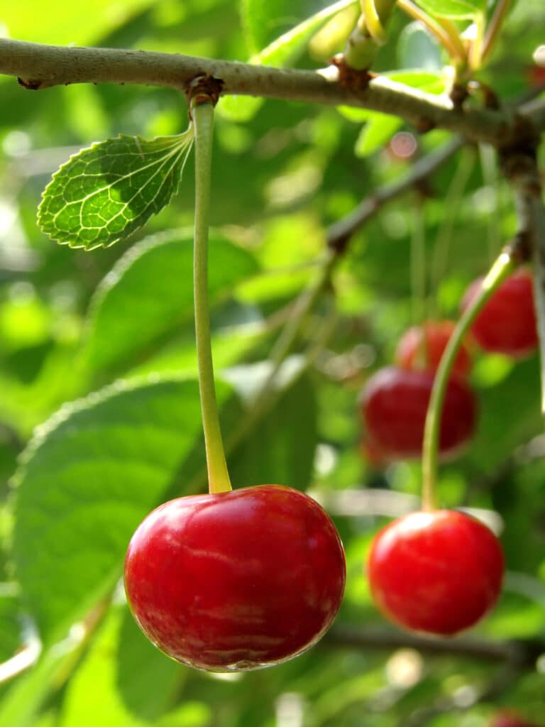 Cherry fruit tree