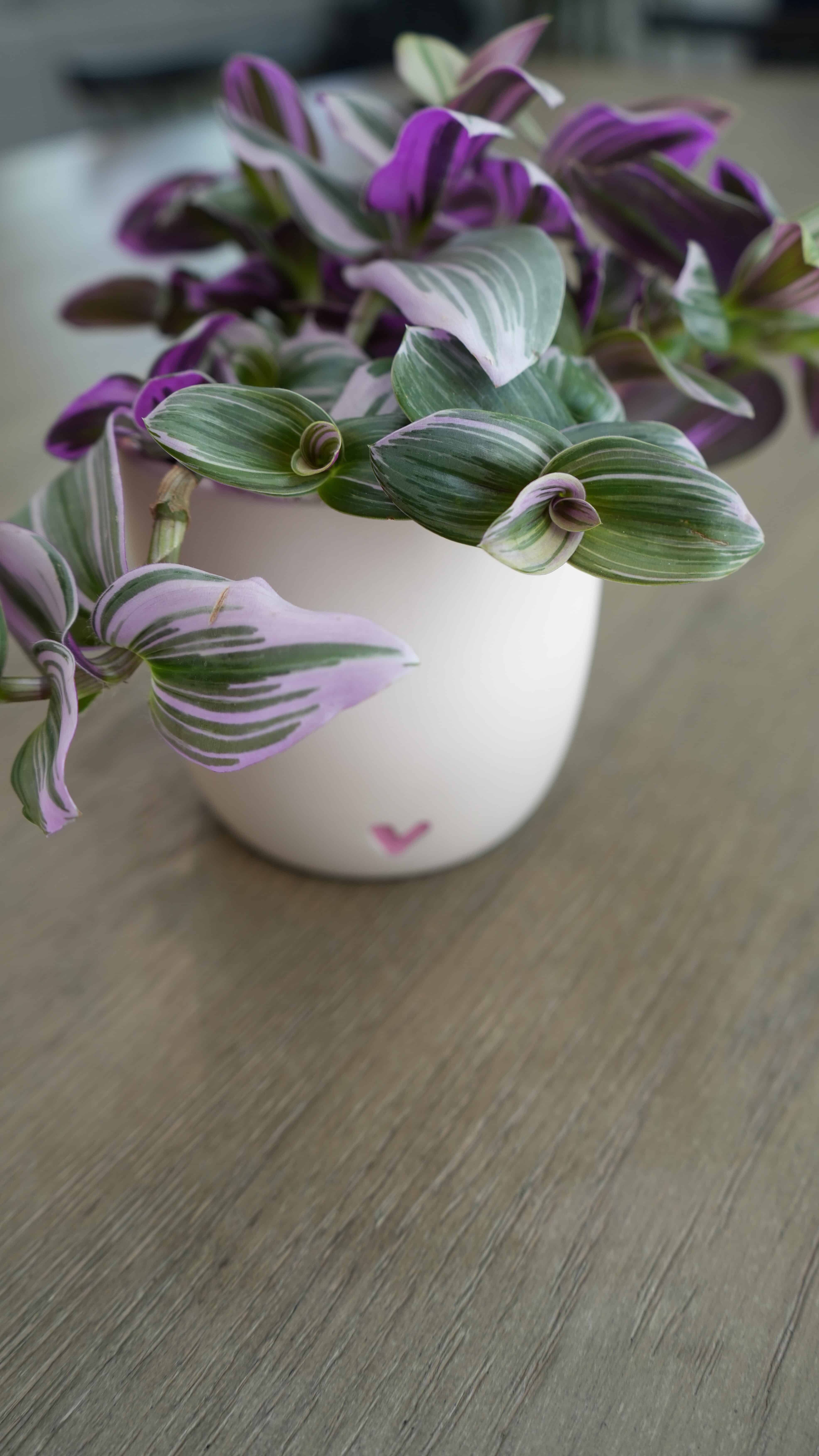 Tradescantia Indoor Hanging Plant. Purple and green variegated leaves cascades down the pot.