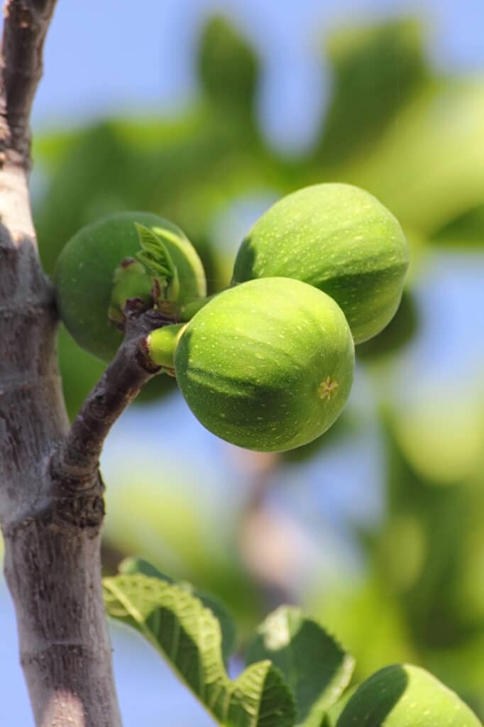 Figs growing on tree