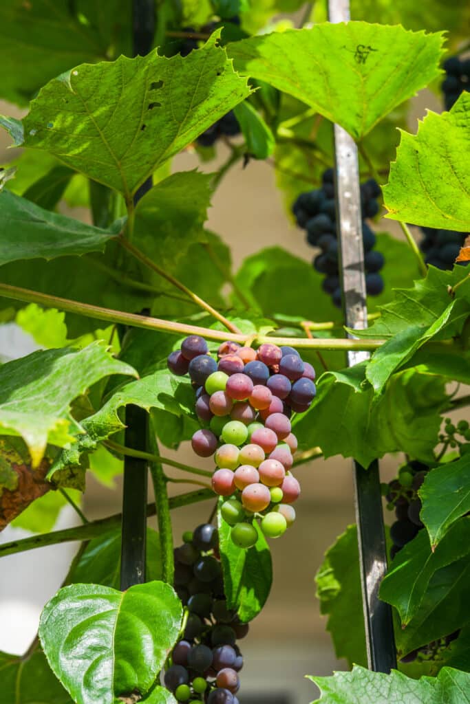 Grapes growing on a vine