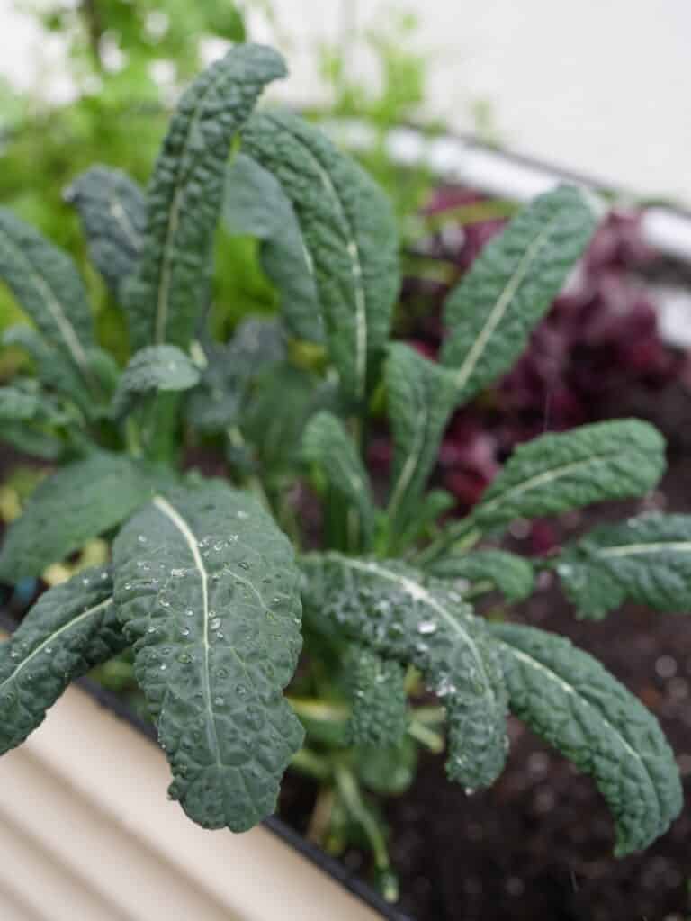 17 Vegetables Perfect for Bucket Gardening