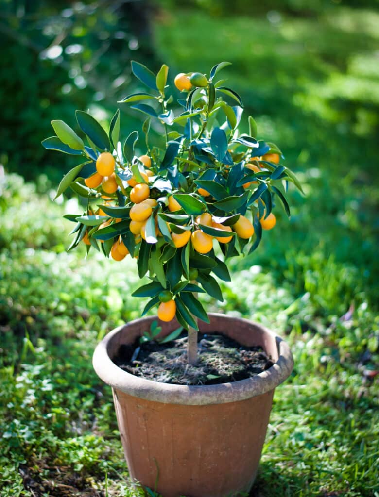 Kumquat fruit tree