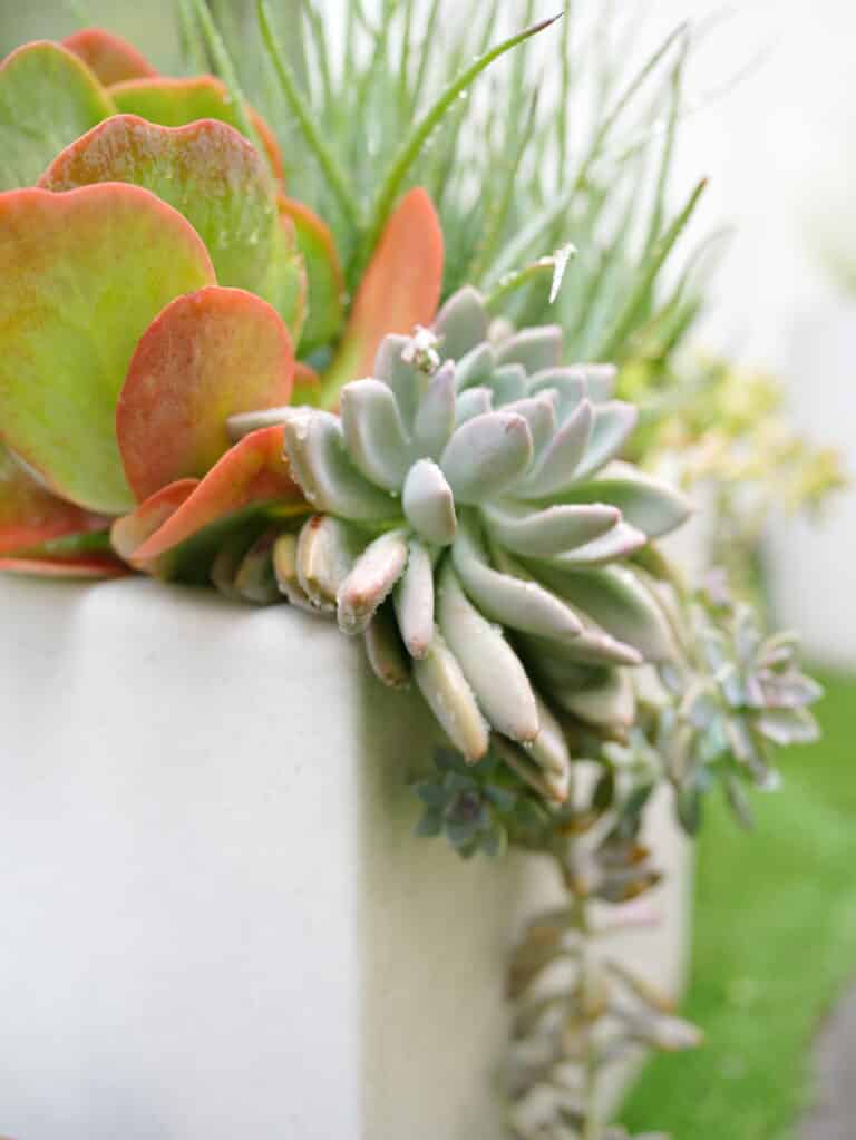 Large white succulent planter with large succulents in colors of orange, yellow, and green
