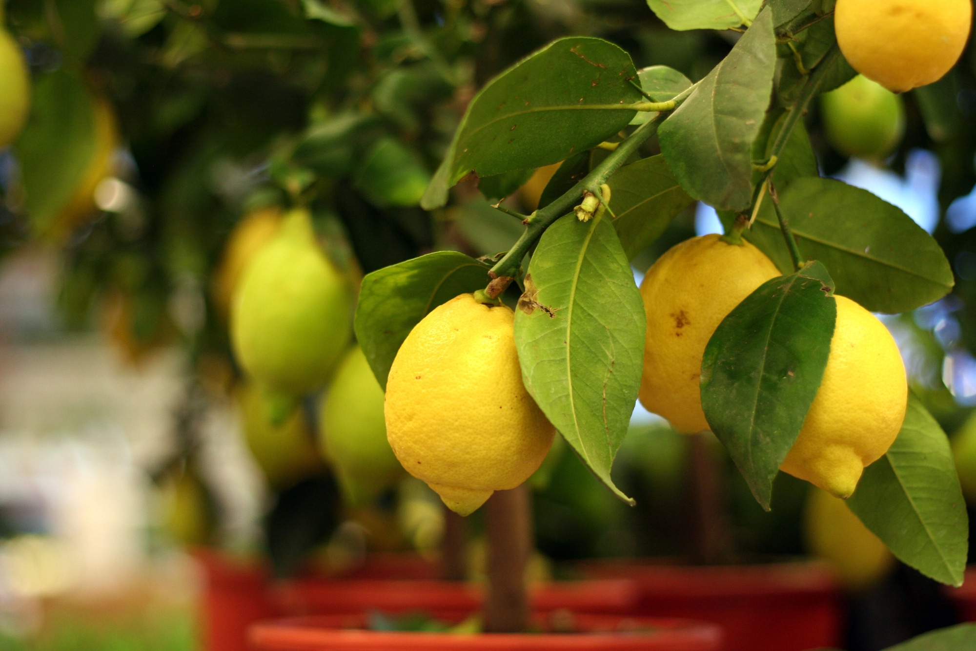 Best Fruits to Grow in Containers: A Guide for Small-Space Gardeners
