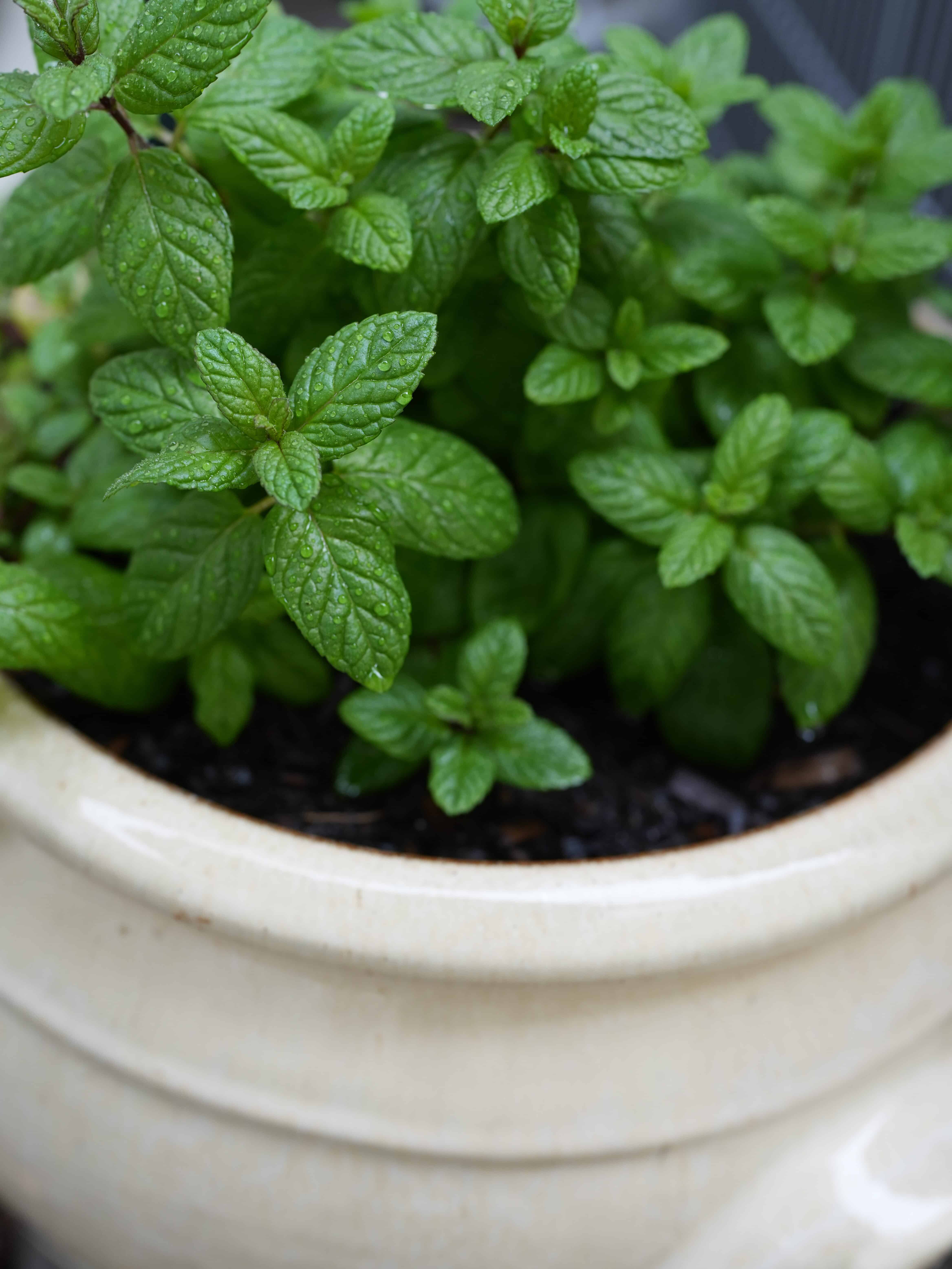 Easy Herbs for Gardening Beginners: The Best Herbs to Grow at Home
