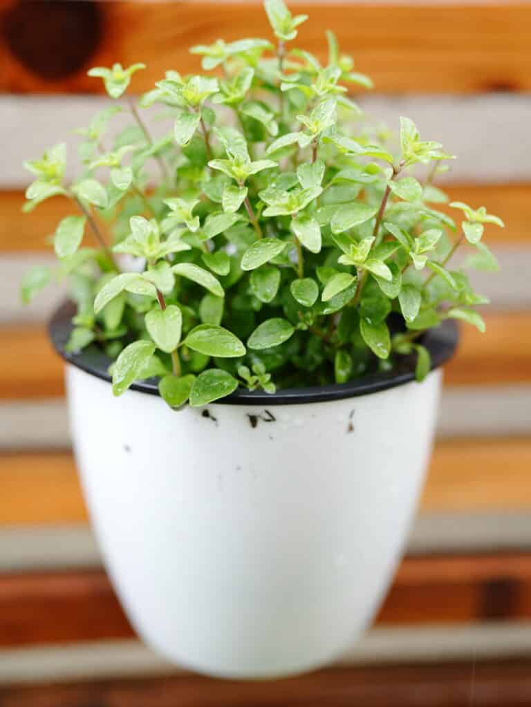 Oregano Plant planted in white hanging pot on vertical garden wall.