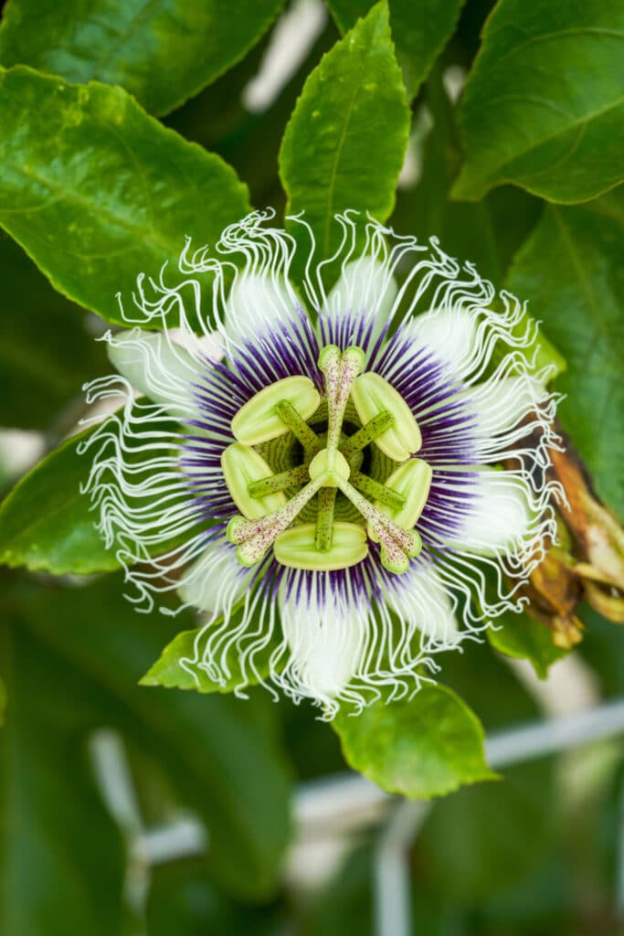 Passionfruit flower