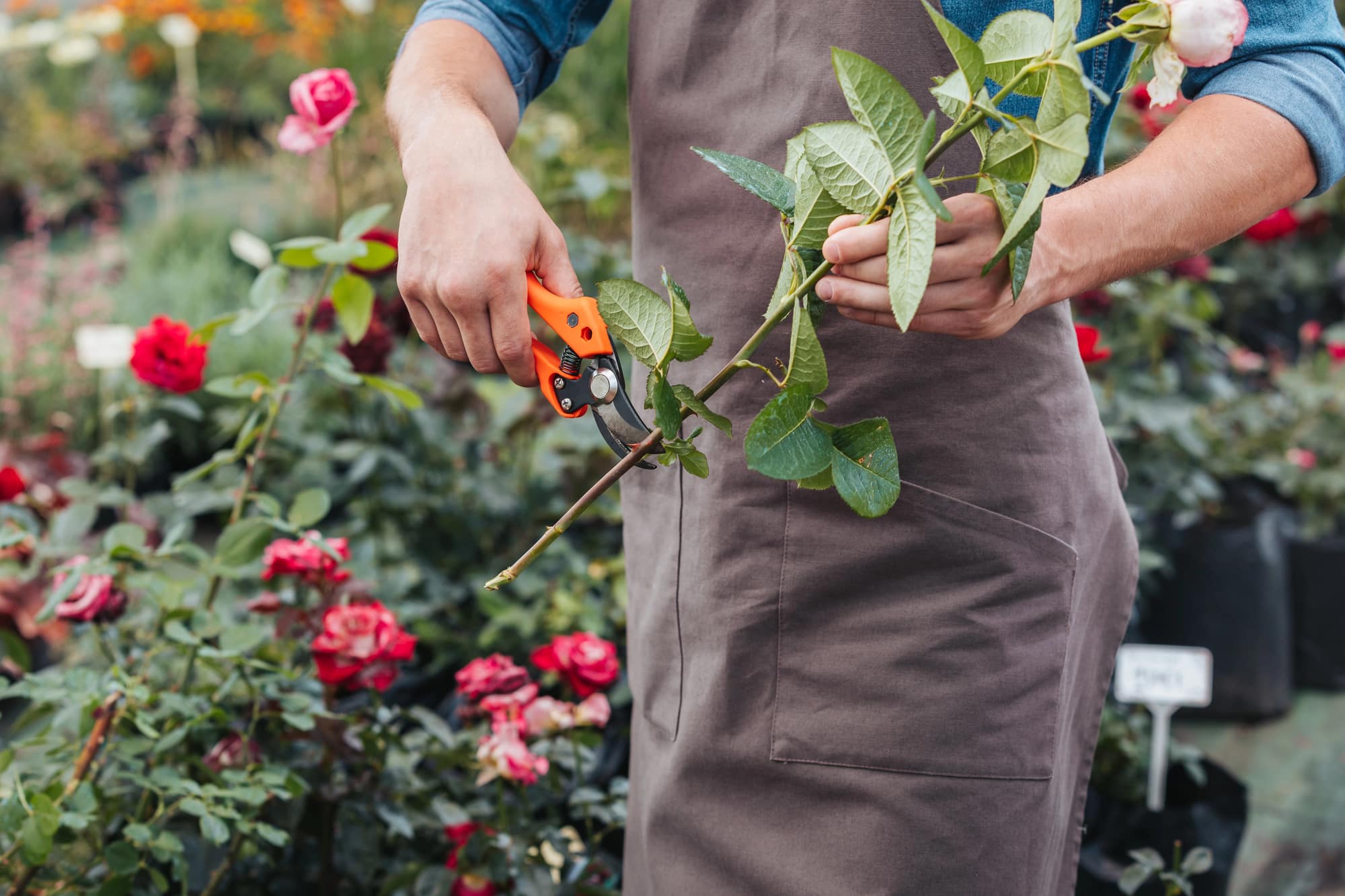 Woman shown using gardening shears to prune rose bush.
