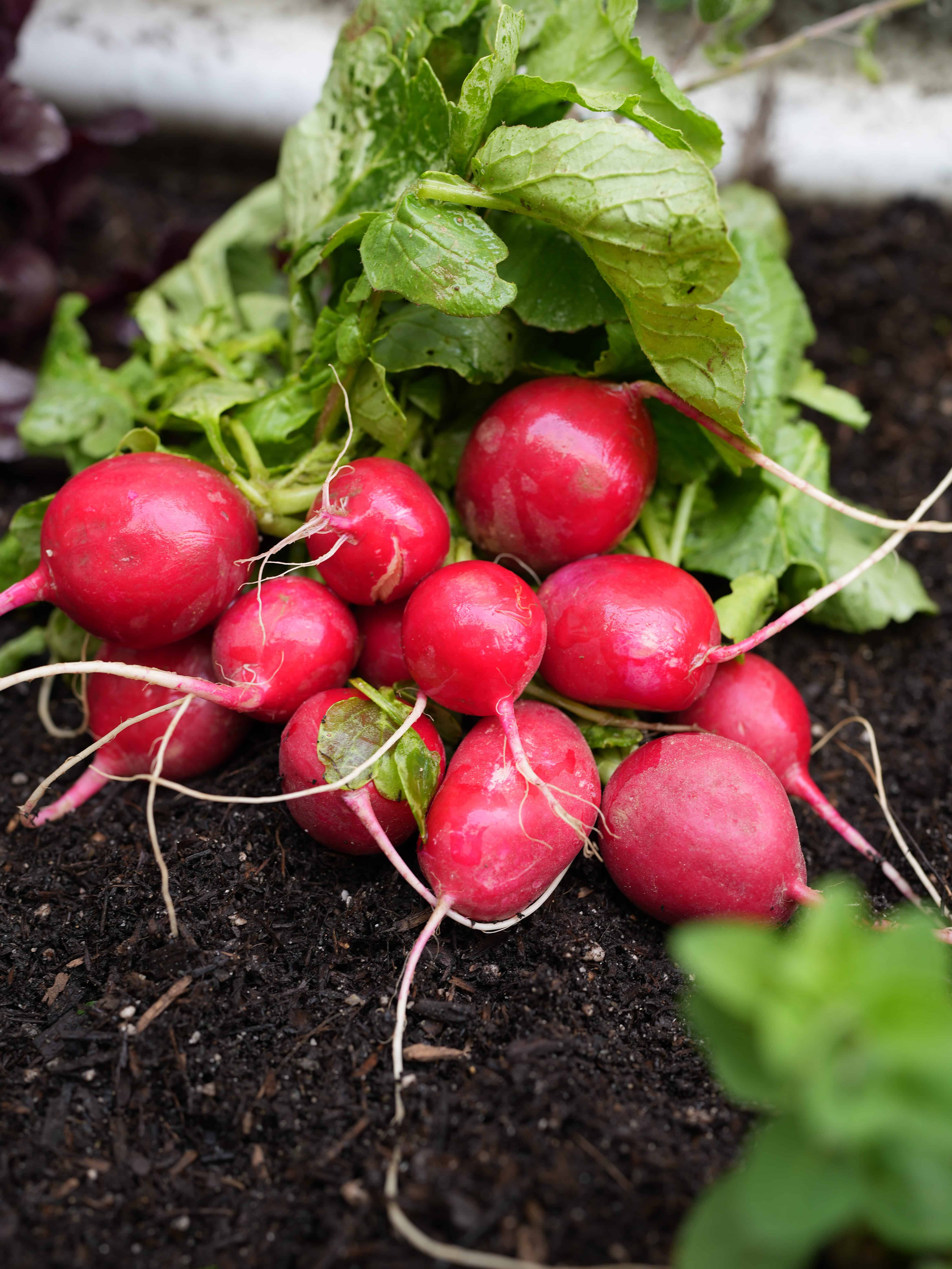 Red radishes on the stem with green leaves lying on top of soil