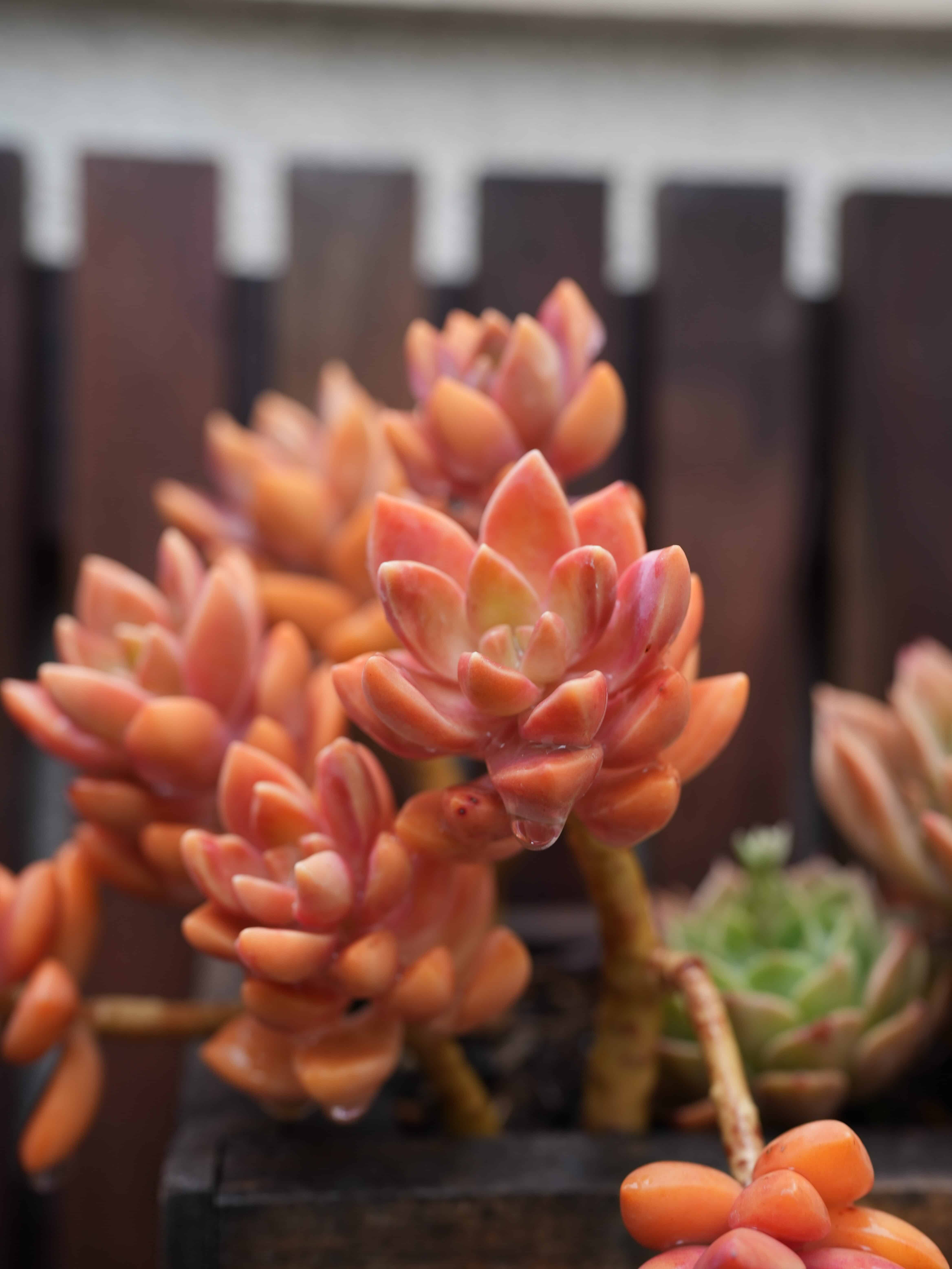 Sedum succulent variety - pink-orange rosette shaped succulent planted in wooden planter