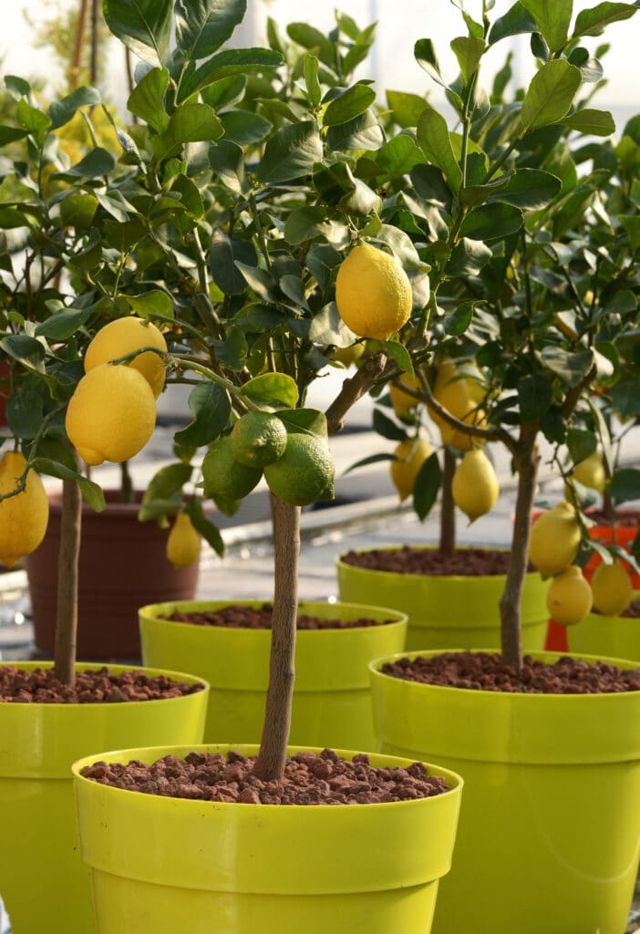 Small Lemon Trees