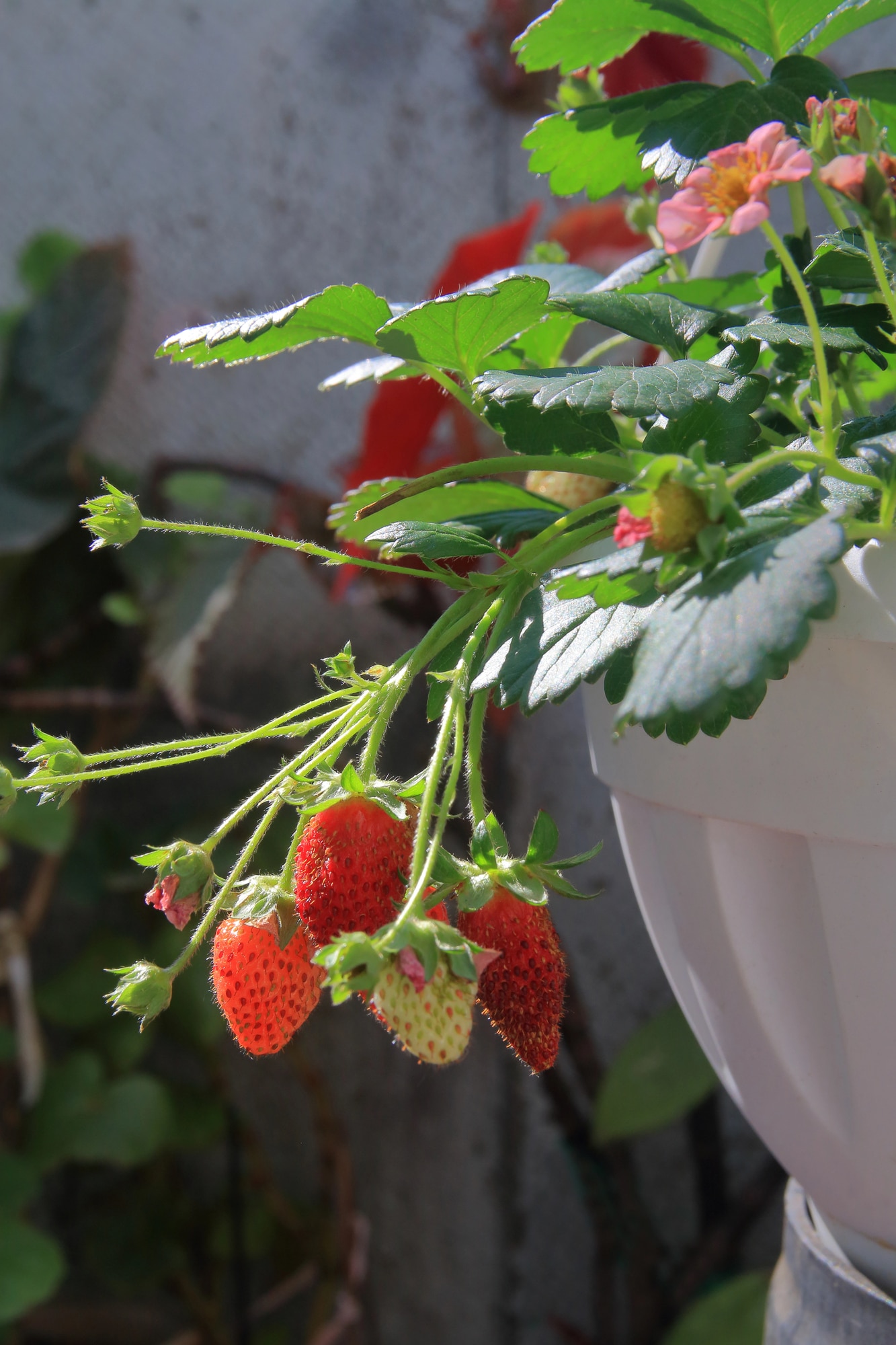 Strawberries in containers