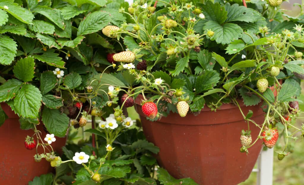 Strawberries in Containers
