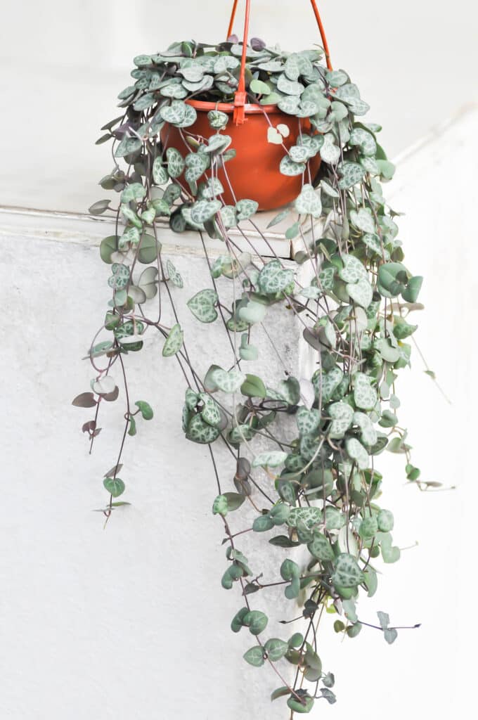 String of hearts handing plant, planted in terra cotta pot. Long thing vines growing small heart-shaped green leaves.