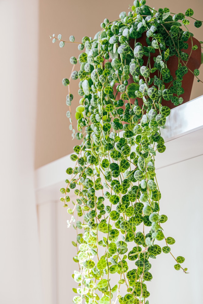 String of Turtles hanging indoor plant