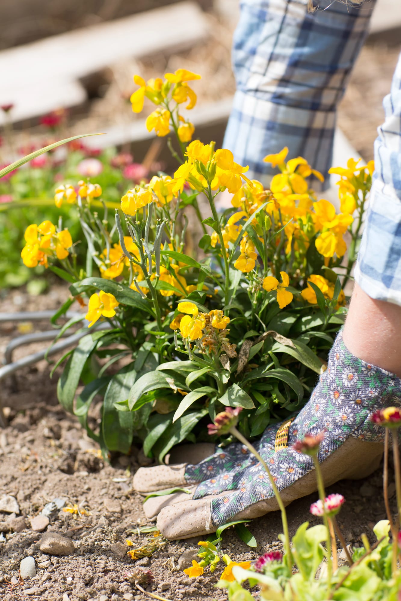 Women's hands wearing gardening gloves as she plants a yellow flowering plant in the ground.
