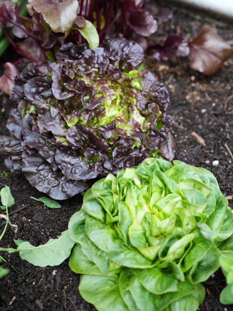 Lettuce grown in soil