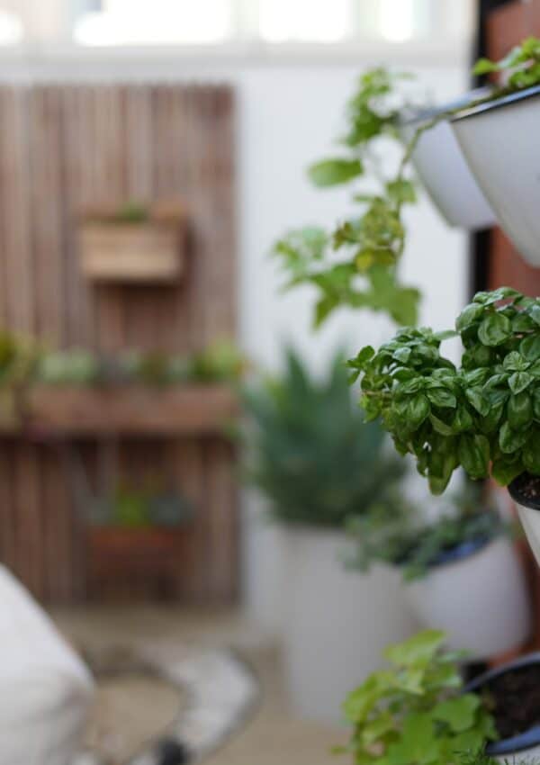 How to Create a Beautiful Herb Garden in a Small Space