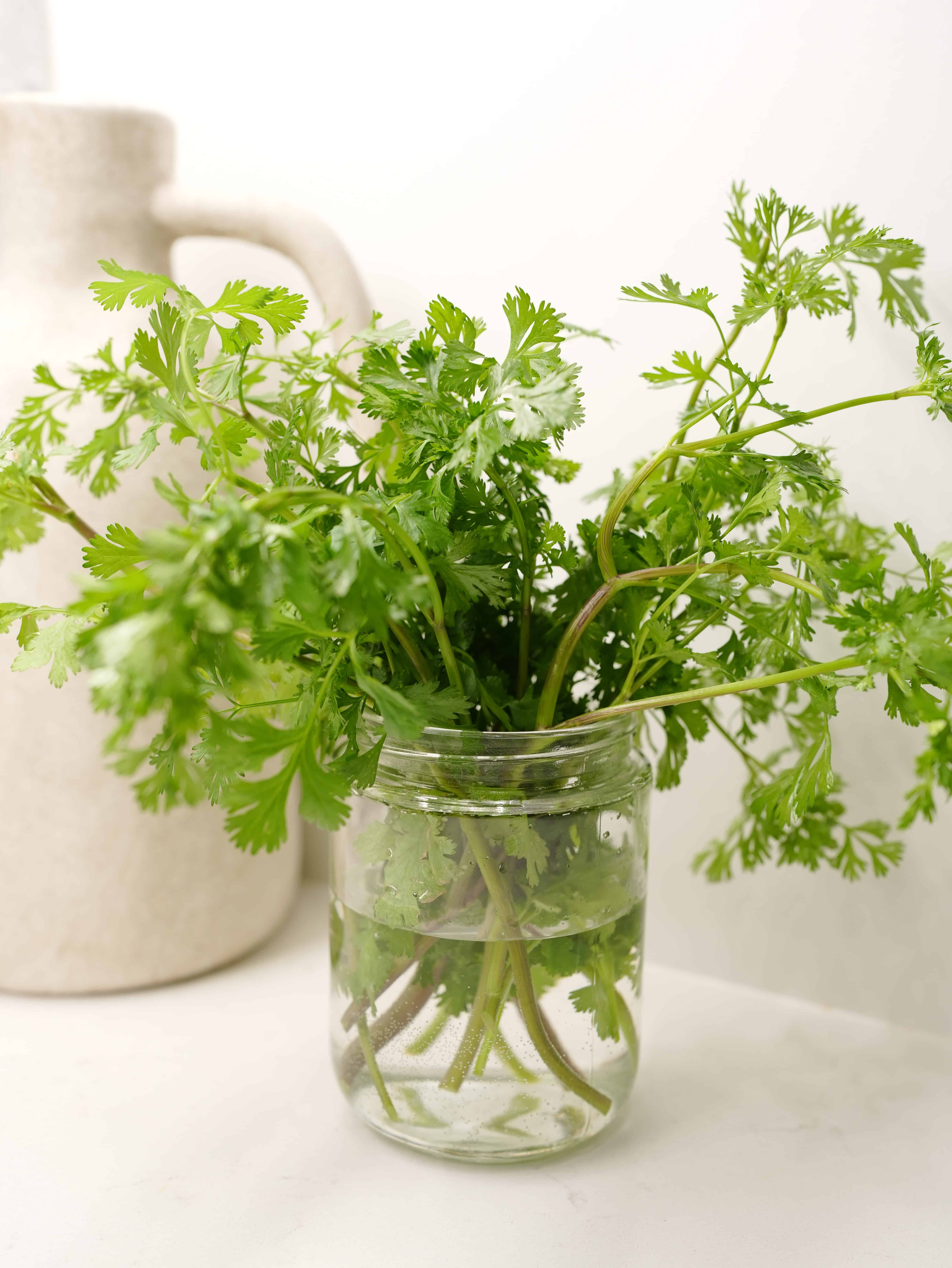 Cilantro Herb growing in a Jar of Water