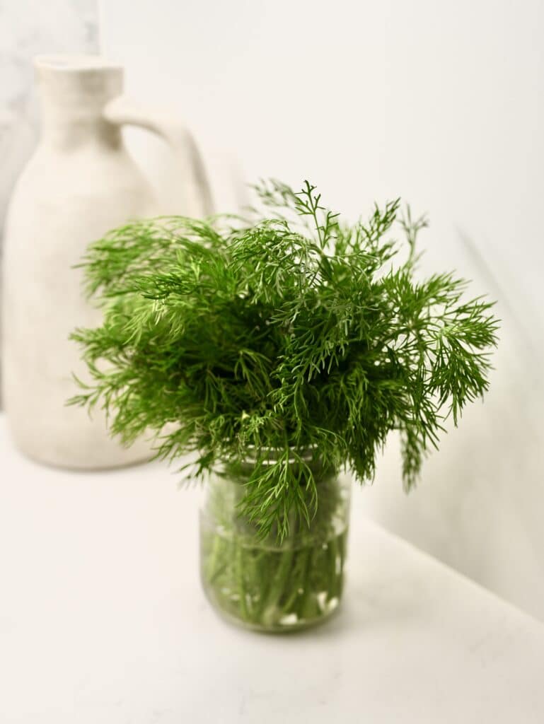 Dill herb gowing in glass of water on kitchen countertop