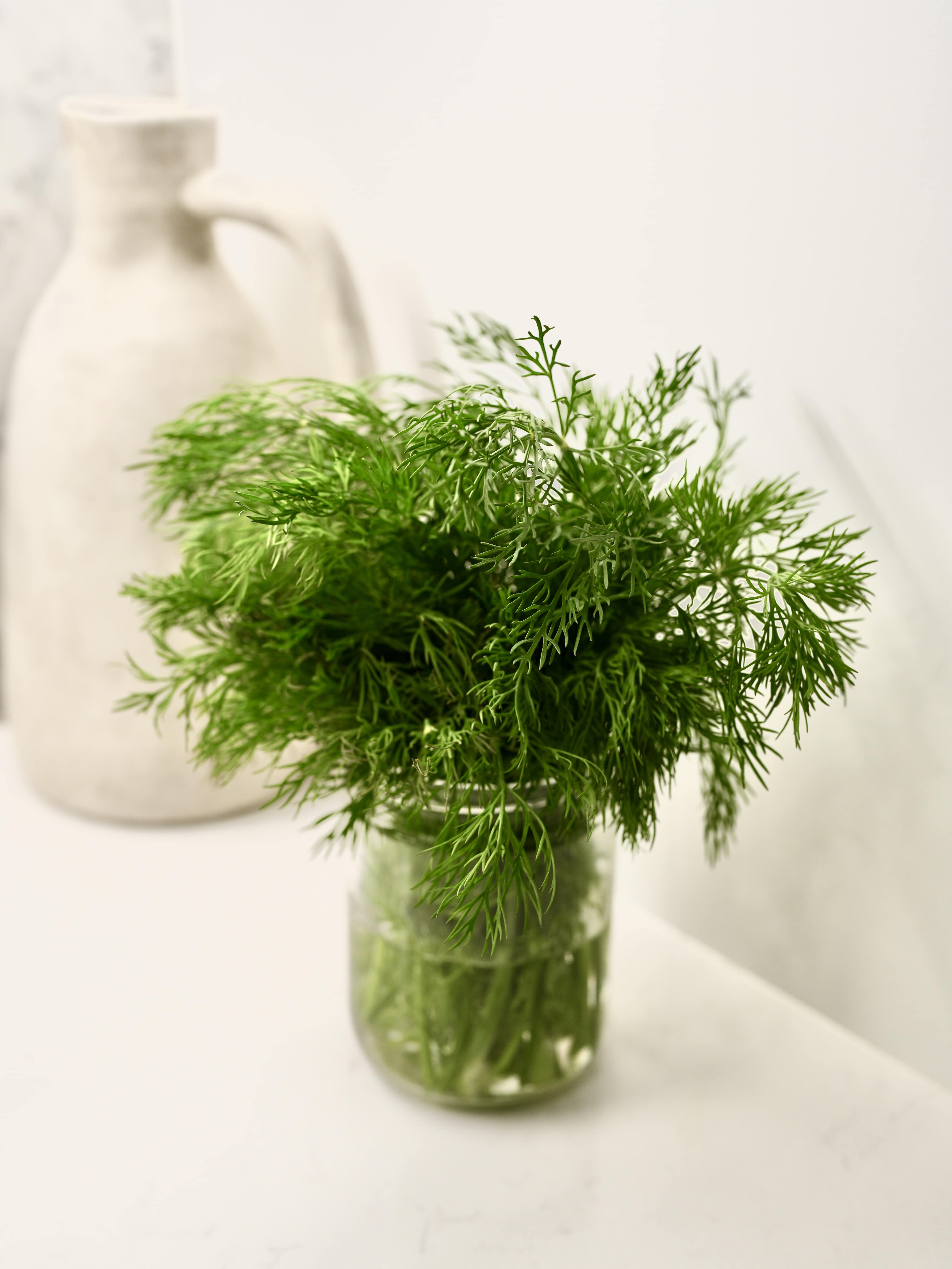 Dill herb plant growing in jar of water on kitchen counter