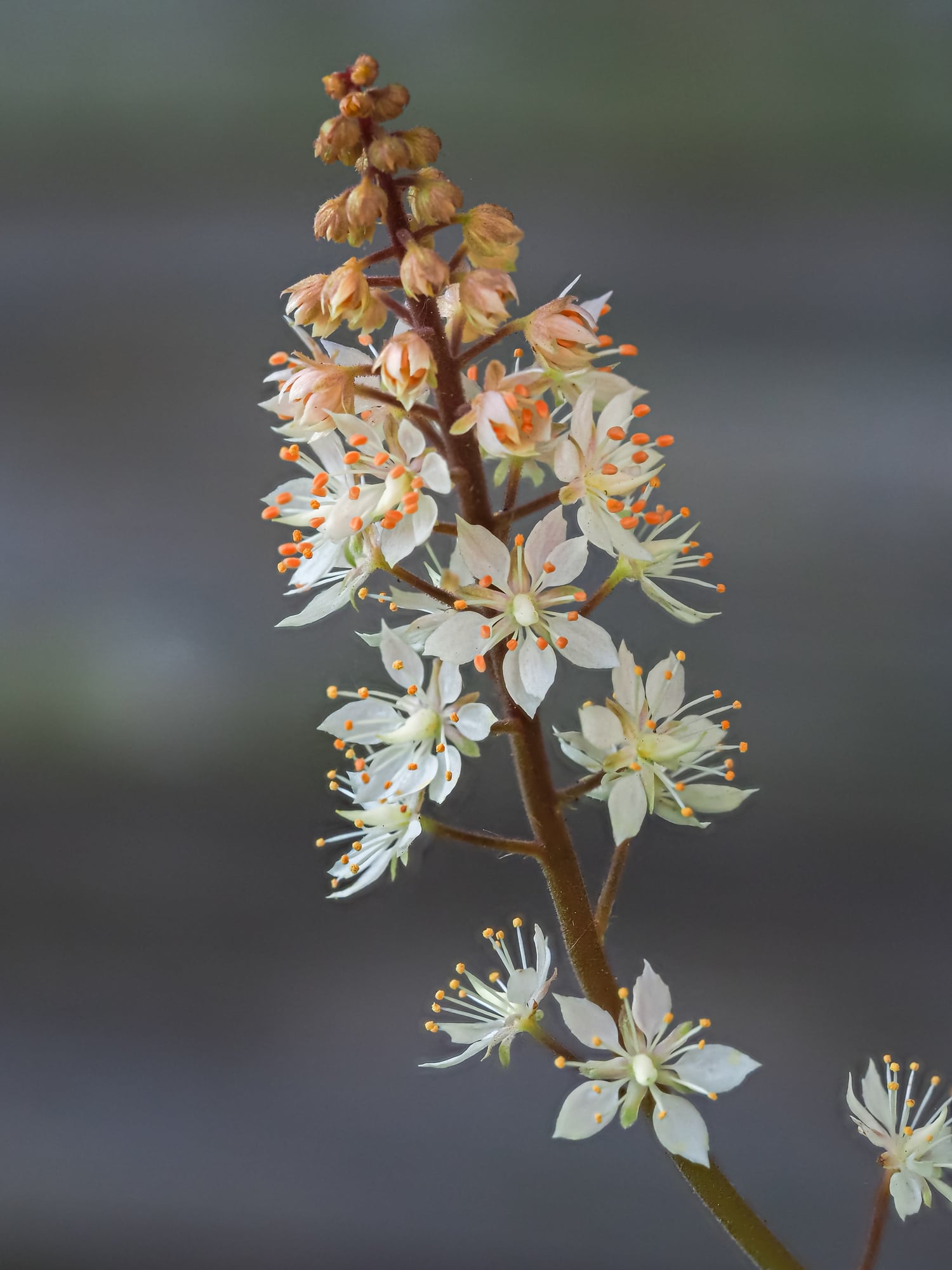 Foam Flower - flower clusters of tiny flowers growing as a spike on a tall thin stem