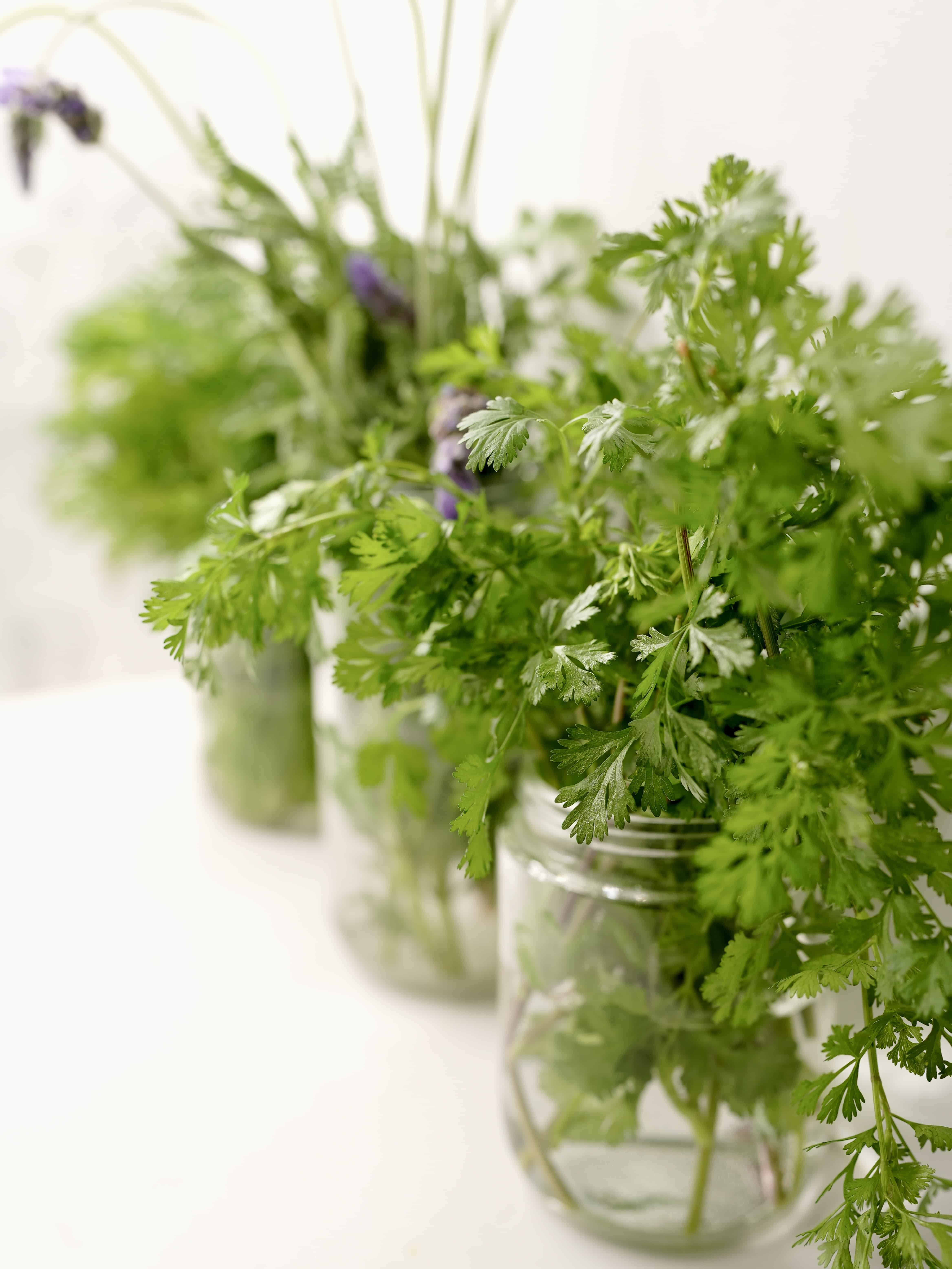 How to Keep Herbs Fresh in Water: A Guide to Kitchen Jar Gardens