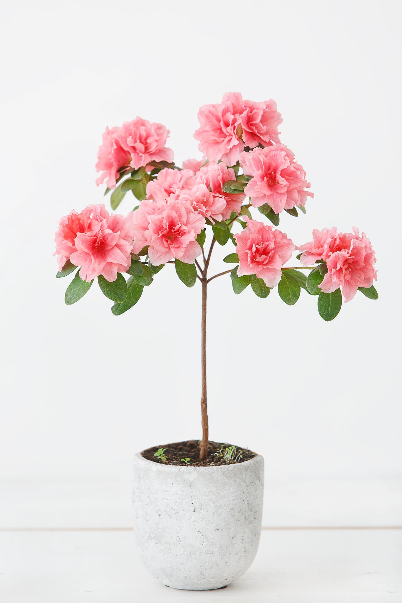 The Best Indoor Flowering Plants to Gift for Mother’s Day