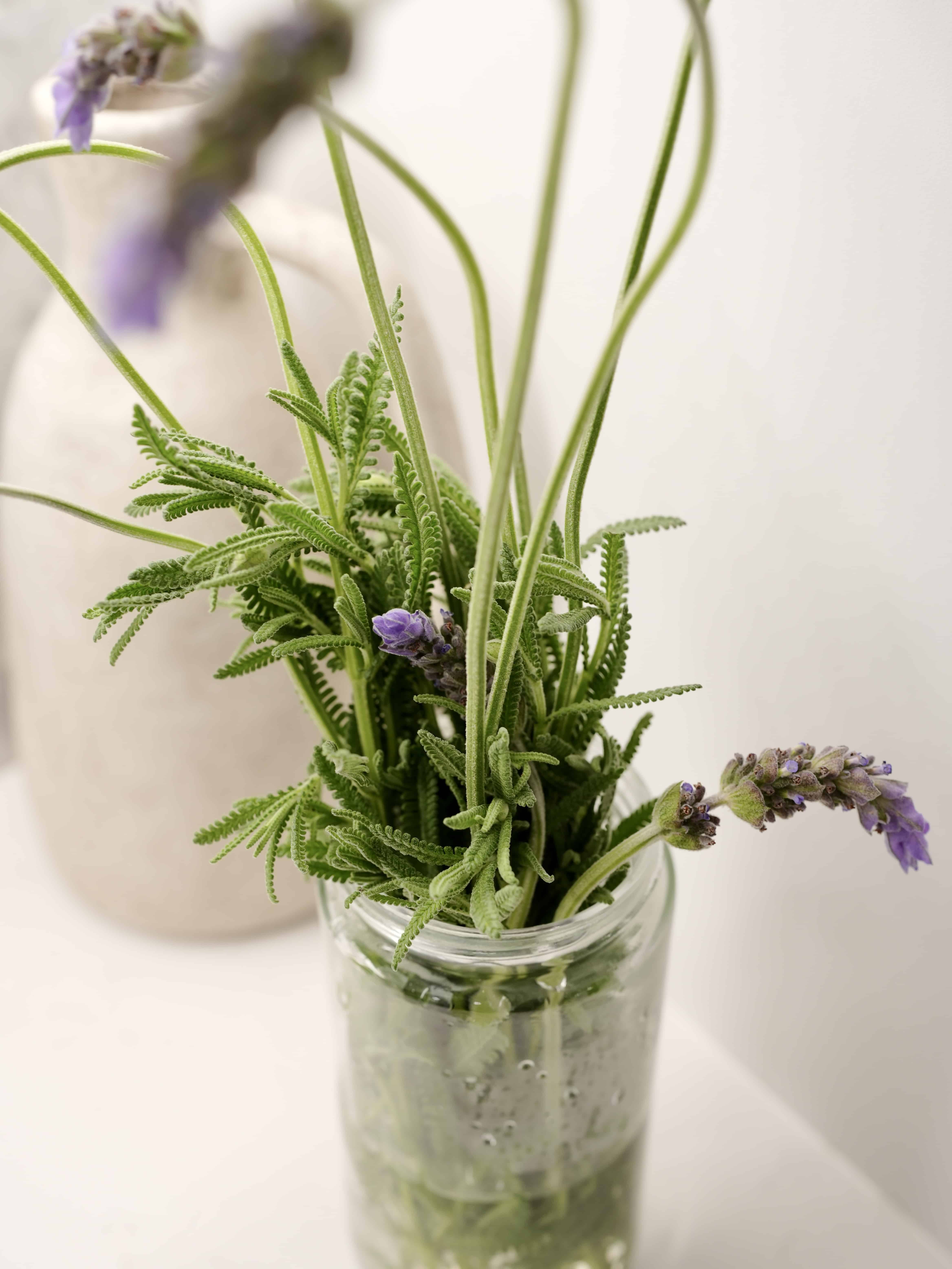 Lavender Herb Cuttings in clear jar filled with water, on kitchen counter